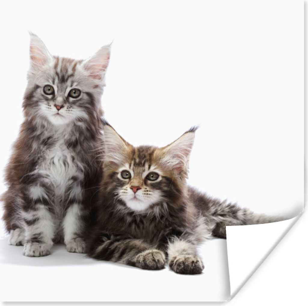 MuchoWow Poster Zwei bezaubernde Maine Coon Kätzchen 75x75 cm - Wand Dekoration