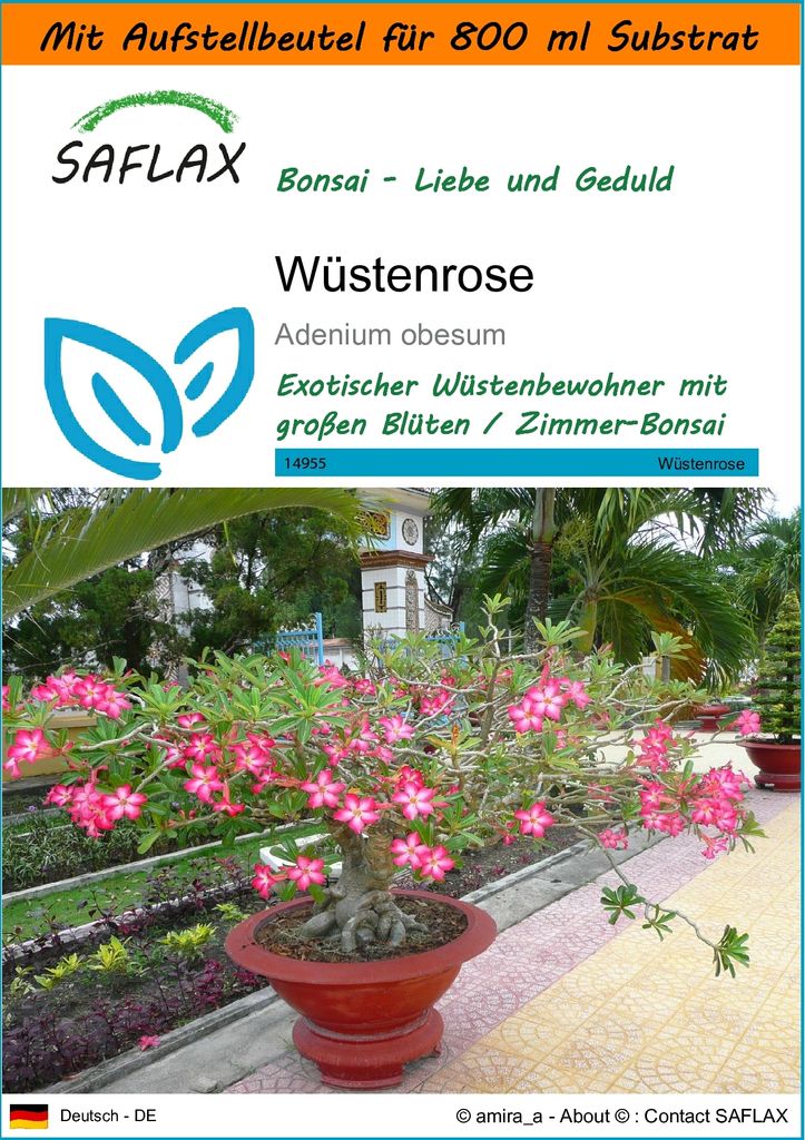 SAFLAX - Garden in the Bag - Bonsai - Wüstenrose - 8 Samen - Mit Anzuchtsubstrat im praktischen, selbst aufstellenden Beutel - Adenium obesum