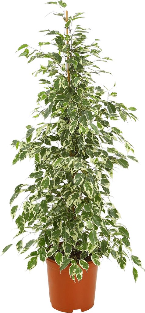 Dehner Birkenfeige Ficus Forever, im Sortenmix, ca. 110-120 cm, Ø Topf 21 cm, Zimmerpflanze