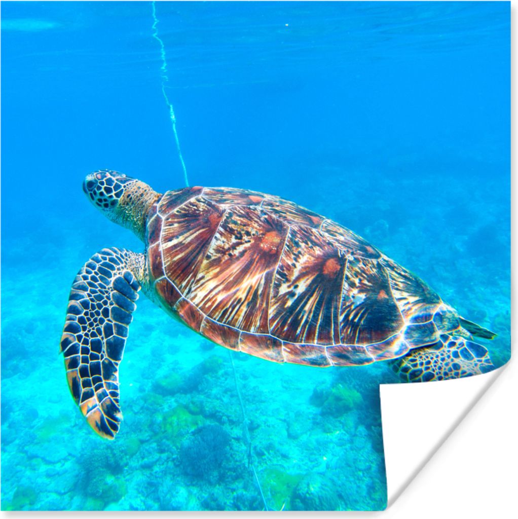 MuchoWow Poster Meer - Schildkröte - Wasser 30x30 cm - Wandposter - Printing