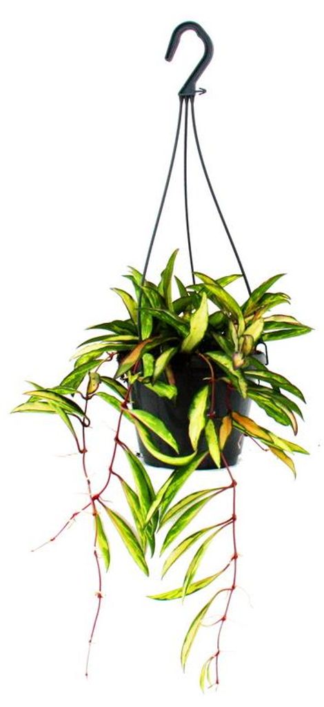 Zimmerpflanze zum Hängen - Hoya wayetii tricolor - Wachsblume 14cm Ampel