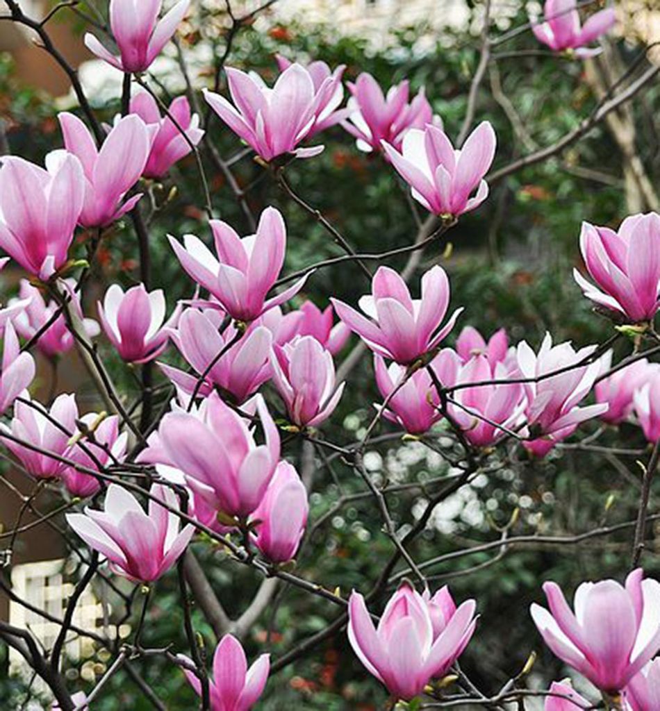 Magnolie ́HEAVEN SCENT ́ 90-100 cm, Cont. 5 l