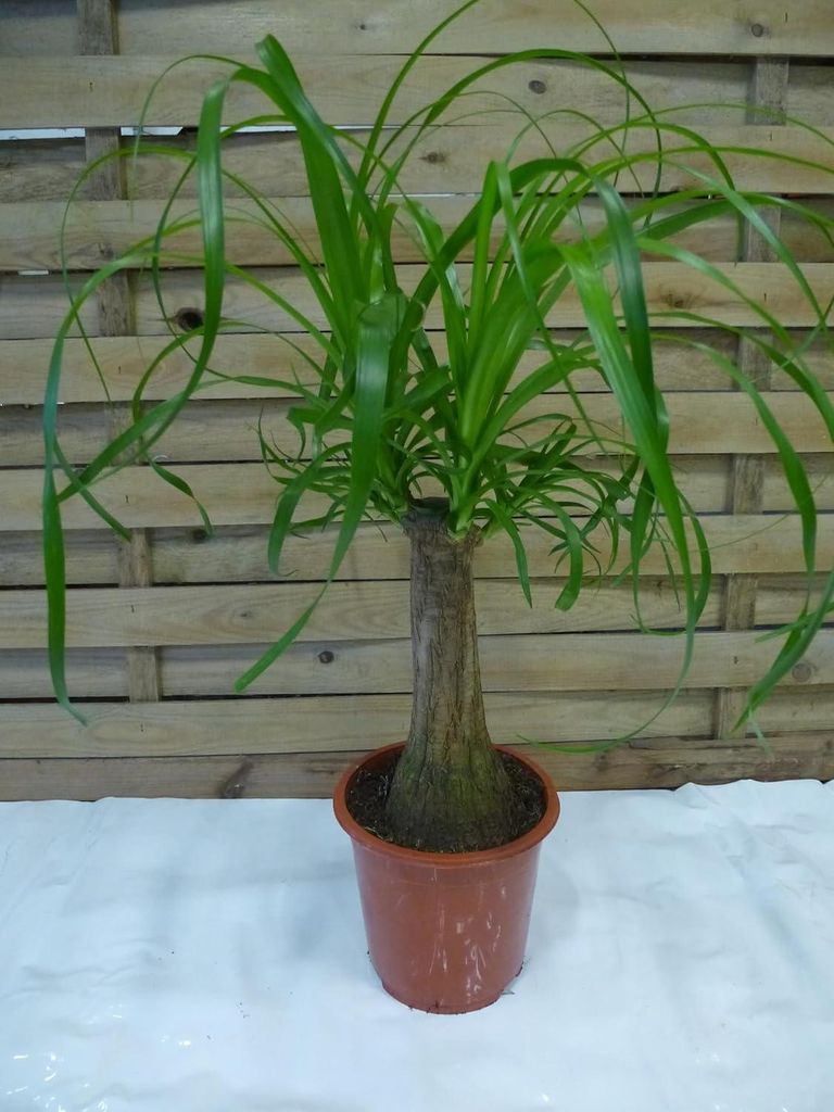 [Palmenlager]  Elefantenfuß 70 cm "Beaucarnea" Nolina Produktbild 