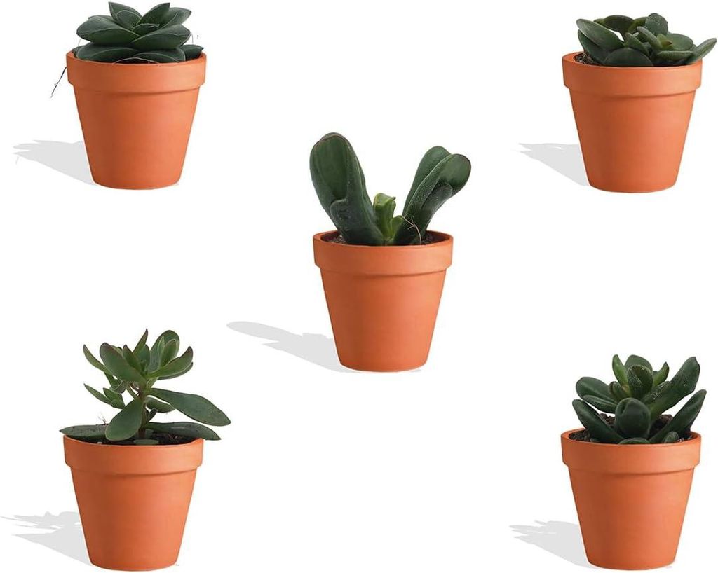 DutchLeafs Crassula Mix 5 Stück Verschiedene Mini-Sukkulenten im Ø 7 cm Terrakotta Blumentopf - Crassuloideae Dickblatt Sukkulent Kleine Pflanzen