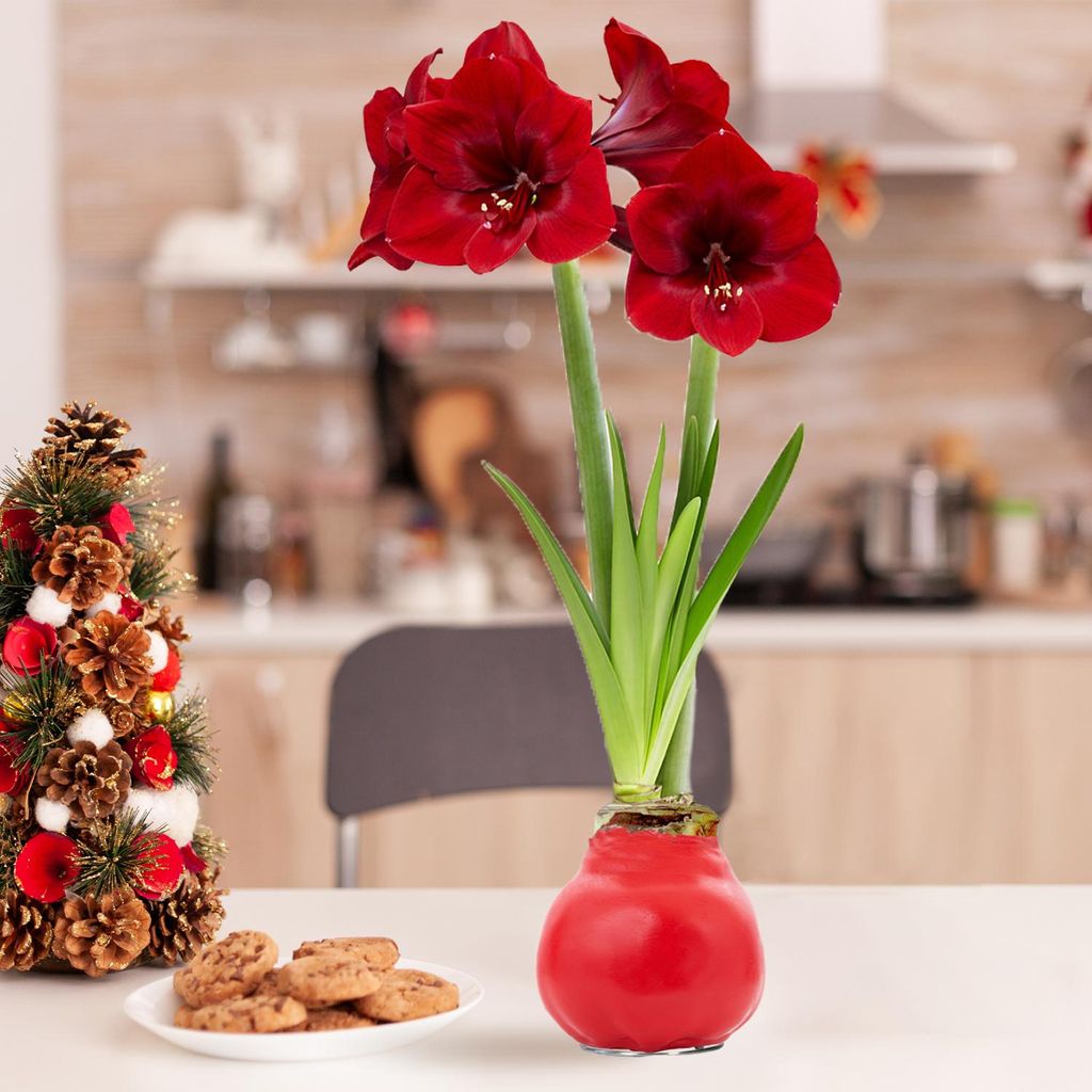 Amaryllis en cire, rouge - 2 bulbes d'amaryllis en cire - Image du produit 