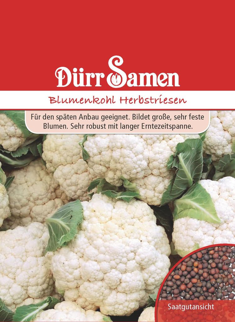 Blumenkohl Herbstriesen | Blumenkohlsamen von Dürr Samen Produktbild 