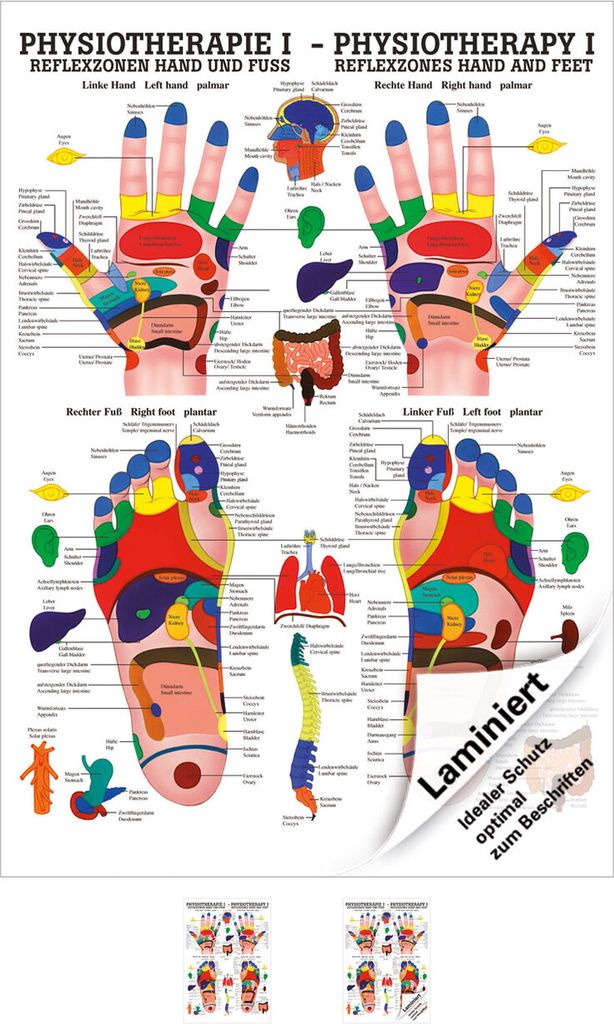 Reflexzonen Poster Anatomie 70x50 cm medizinische Lehrmittel