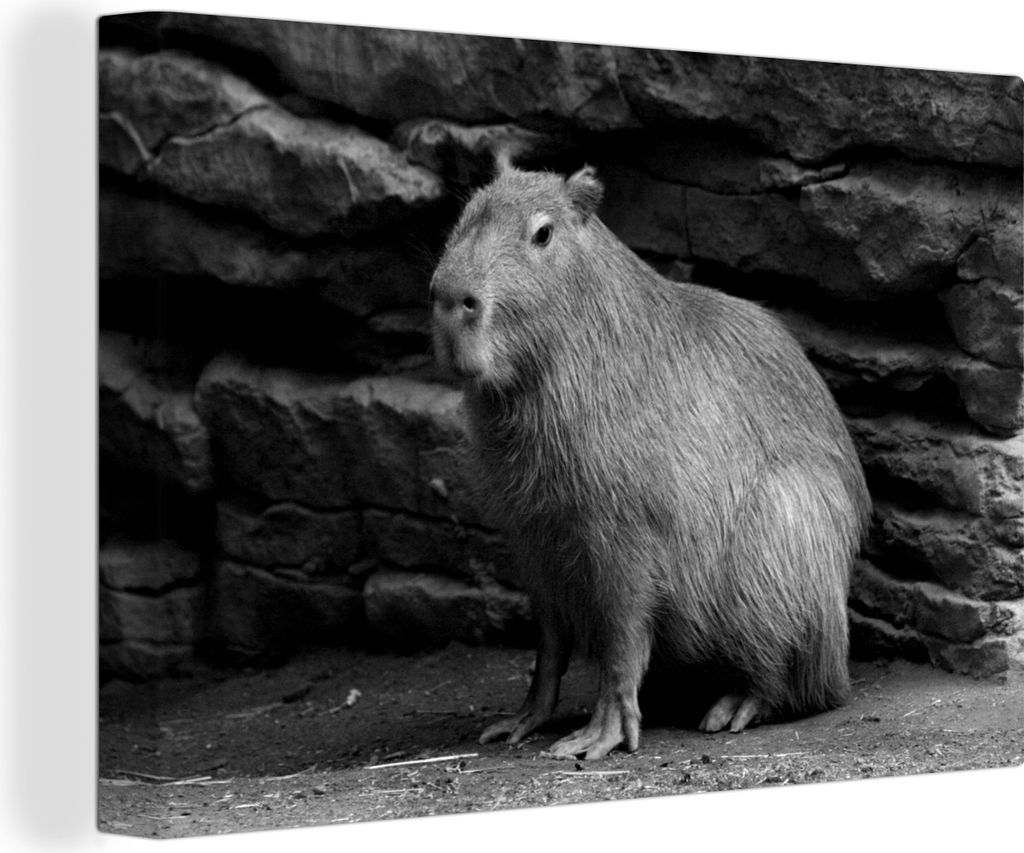 OneMillionCanvasses - Leinwandbilder - 140x90 cm, Ein Wasserschwein in einem felsigen Gebiet - schwarz und weiß, Wandbilder Kunstdruck Wanddekor...