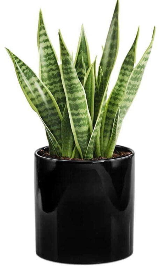 A snake plant in a black ceramic pot against a white background.