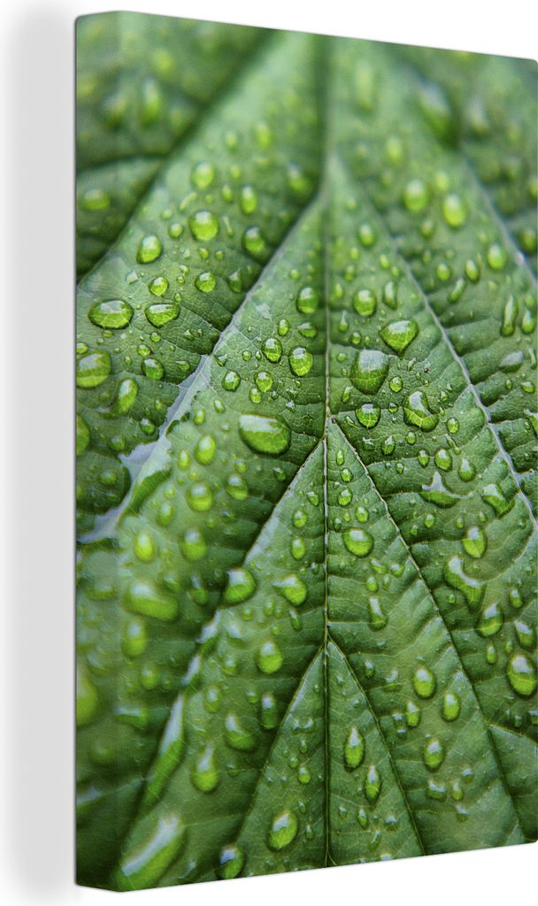 OneMillionCanvasses - Leinwand Bilder XXL - 80x120 cm - Makro Regen auf den Adern eines Blattes - Wand bilder - Wandbilder Wohnzimmer - Wandbilder ...