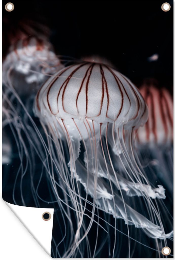 MuchoWow 80x120 cm Outdoor-Poster Gartendeko Sichtschutz Garten Poster für den Garten Quallen - Tiere - Meer