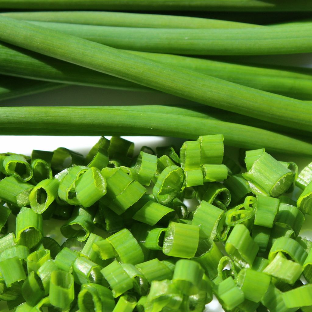 Schnittlauch Polyvert Samen - Allium schoenoprasum - Produktbild 5