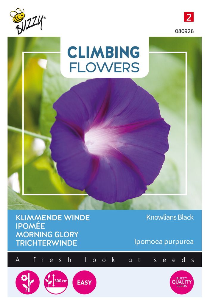 Buzzy Popínavé kvety Ipomoea Knowlians Black Samen - cca 2 Obrázok produktu 