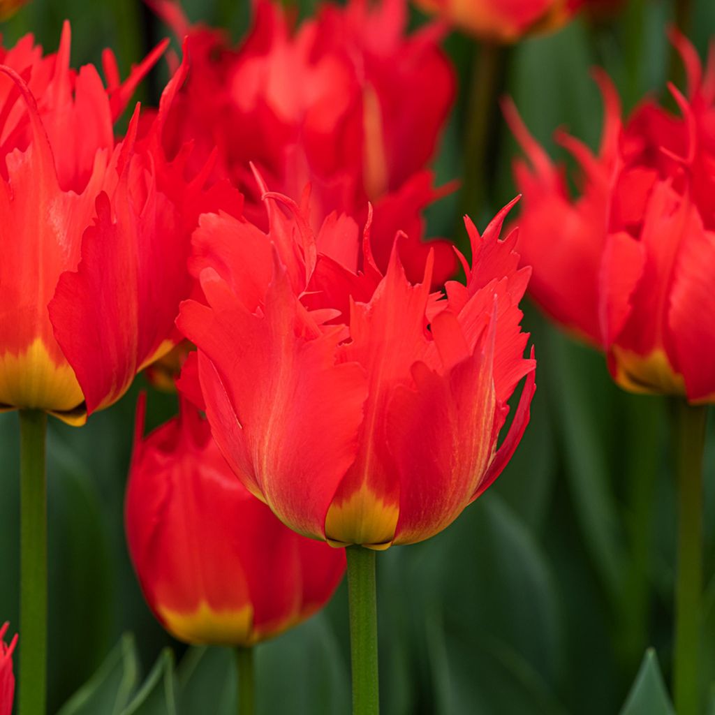 Tulipány Cibuľky Cibuľky Kvety Darwin Tulipán Robbedoes 5 Obrázok produktu 