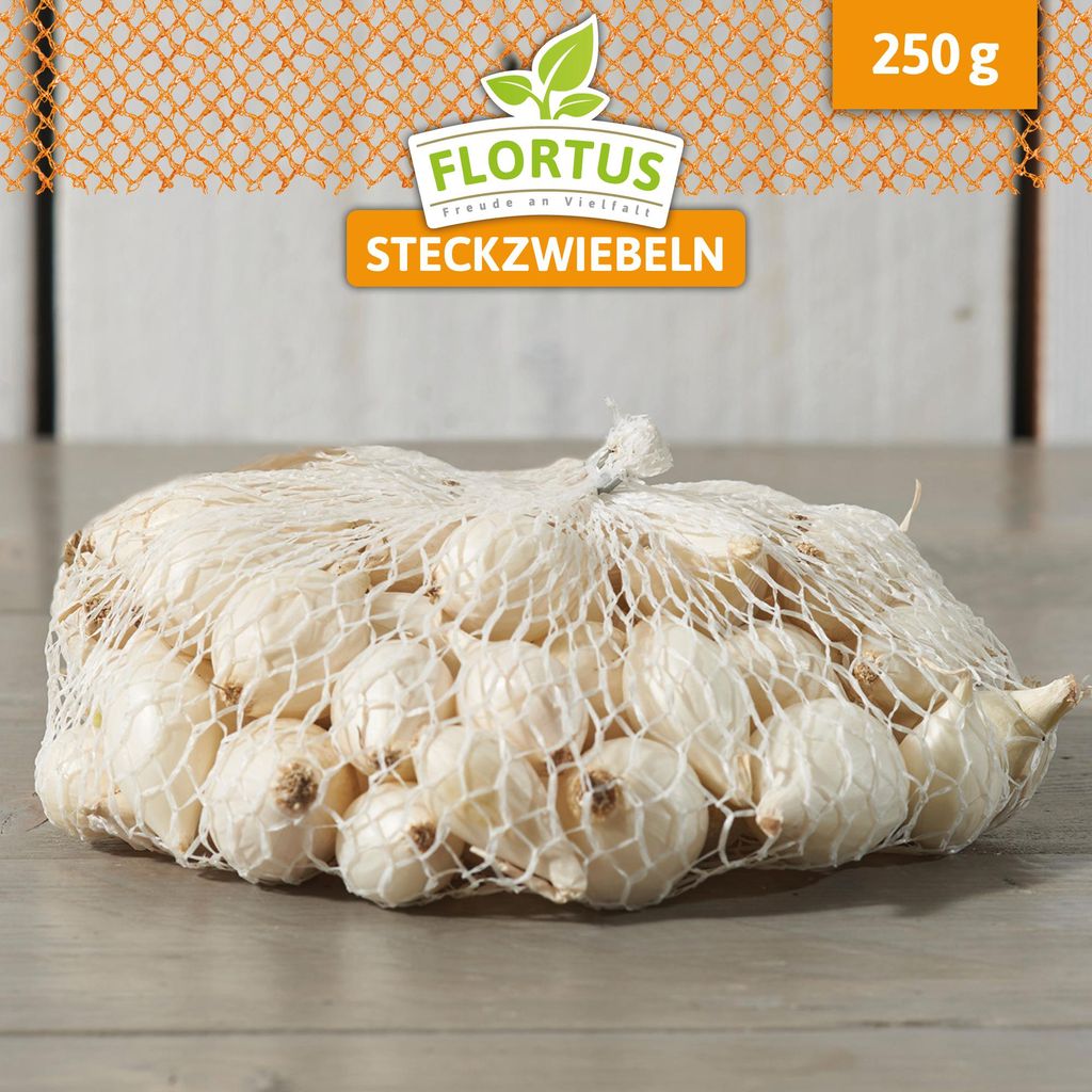 Artikelbild 4 von 'Wintersteckzwiebel Snowball' aus der Kategorie Wintersteckzwiebeln