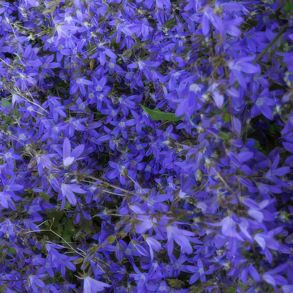 Campanule bleue pour bordures et rocailles - 12 plants Stella prêts à poser