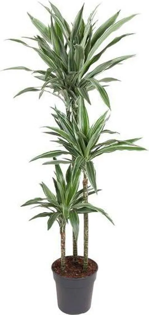 Grande plante verte Dracaena Warneckei 140 cm pour salon et bureau moderne