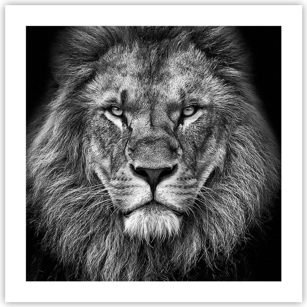Poster - Poster ohne Rahmen - Porträt Löwe Schwarzweiß - 50x50 cm - Wand Bild - Wanddeko - Wandbilder - Kunstposter - Wandposter - Bilder - Kuns...