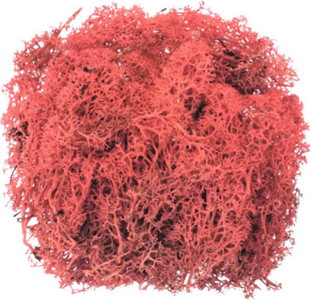 Rotes, weiches Naturmoos 50 g für Bastel- und Kunstprojekte von Kindern