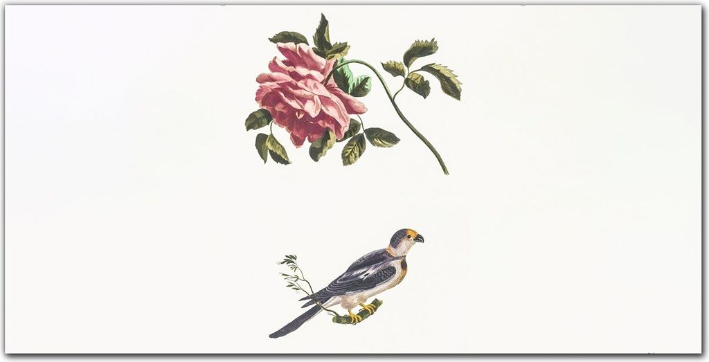 Coloray Bild aus Leinwand 120x60 Leinwand Dekoration - Tier Vogel blühen Zweig