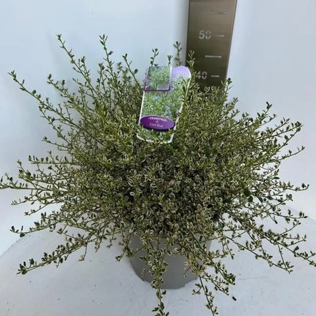 Ceanothus impressus Cool Blue Huico02 PBR - Céanote 50-60 cm en pot
