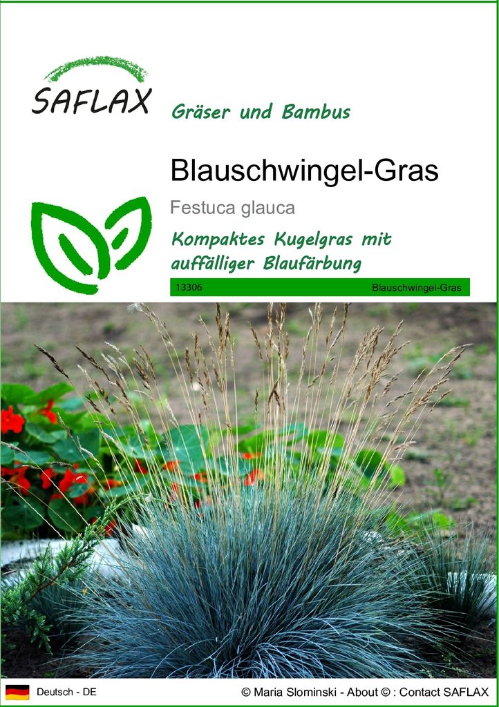 SAFLAX - Gräser-Bambus-Blauschwingel-Gras - 50 Samen - Festuca glauca