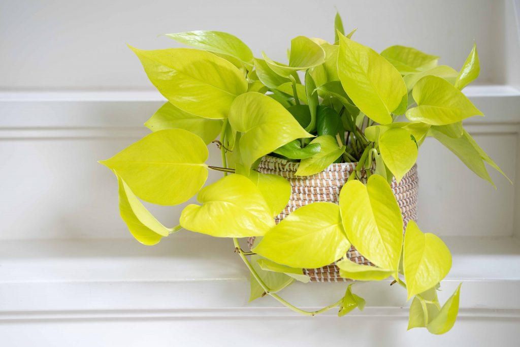 Epipremnum Golden Pothos 15-20 cm - leuchtende Efeutute - Produktbild 