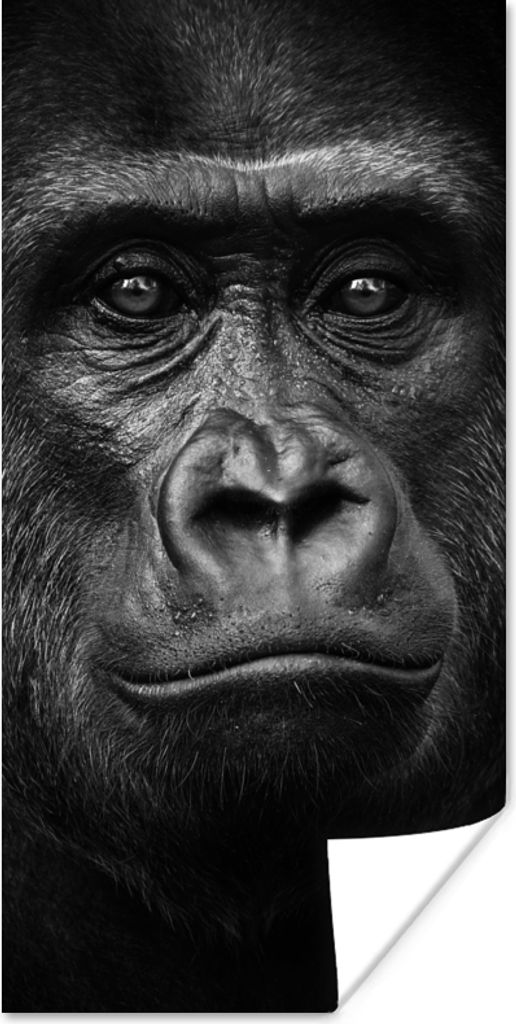 MuchoWow Poster Gorilla - Schwarz - Weiß - Tiere - Porträt 60x120 cm - Wandschmuck
