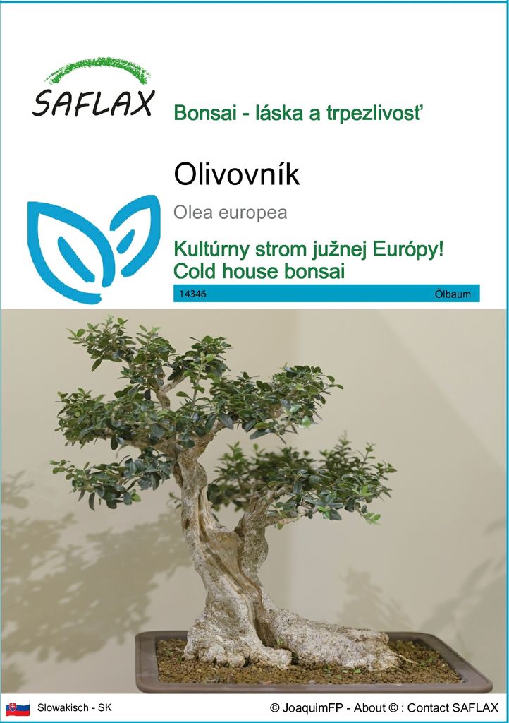 SAFLAX - olivovník - Olea europea - 20 Semená Obrázok produktu 