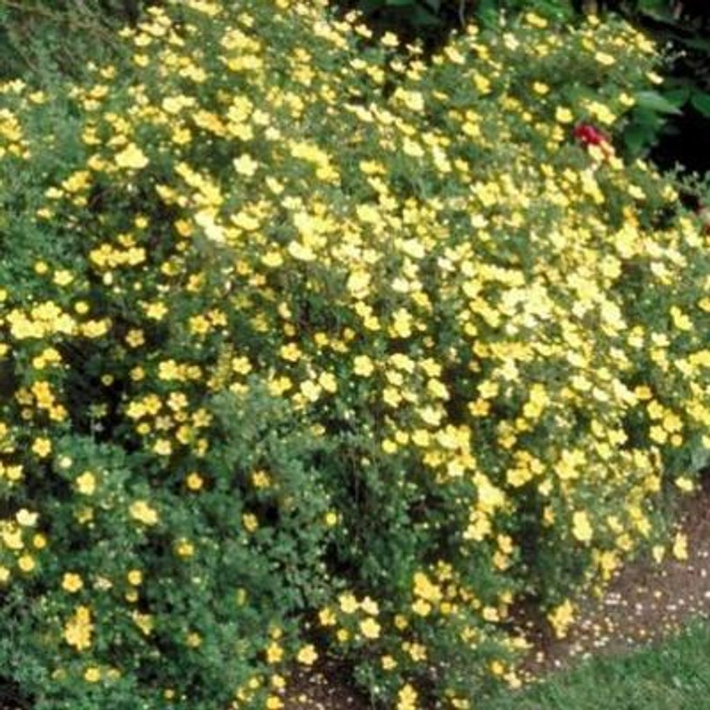 10 x Potentilla frut. 'Elizabeth' ( 'sutters gold') - Fingerstrauch 25- 40 cm Wurzelnackt