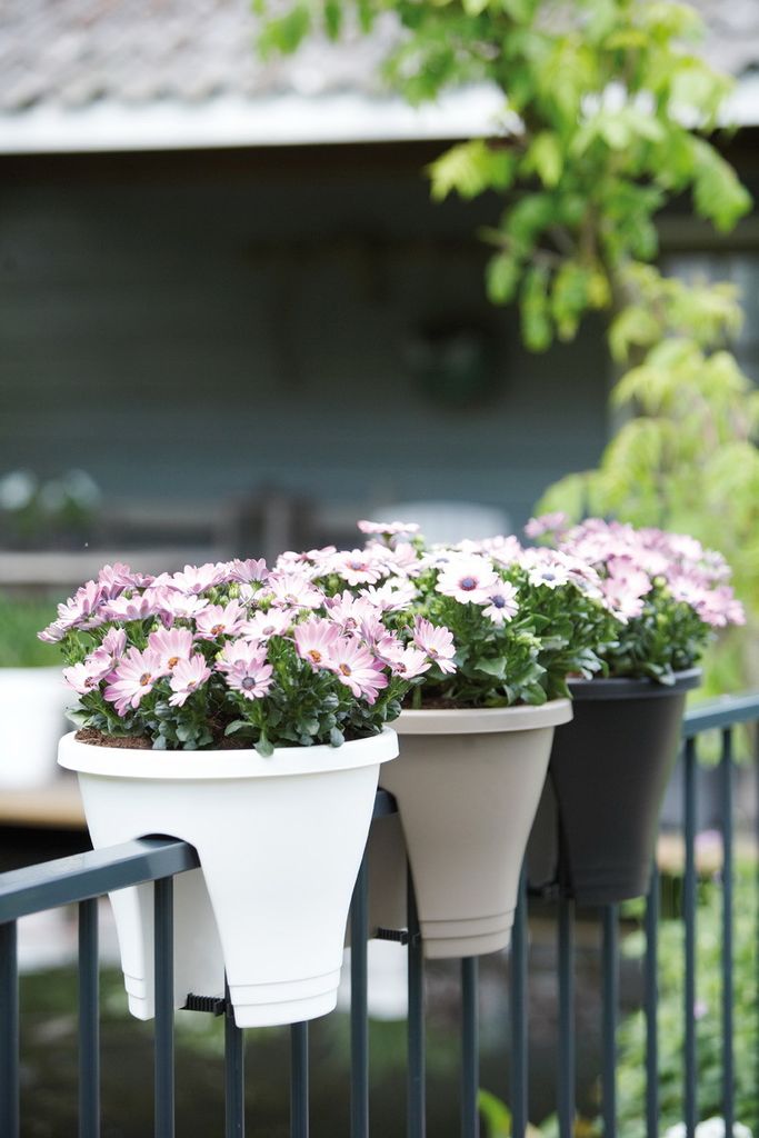 Elho Pflanztopf Flower Bridge anthrazit Ø 30 cm Produktbild 3