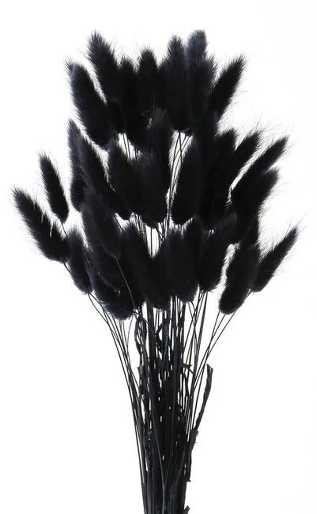 Fleurs séchées herbe de la pampa noire pour bouquet de salon