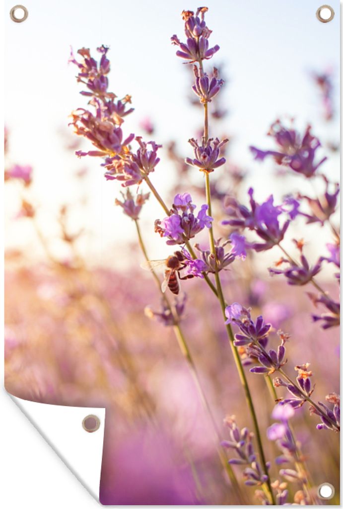MuchoWow 60x90 cm Outdoor-Poster Gartendeko Sichtschutz Garten Poster für den Garten Lavendel - Nahaufnahme - Sonne - Blumen - Lila
