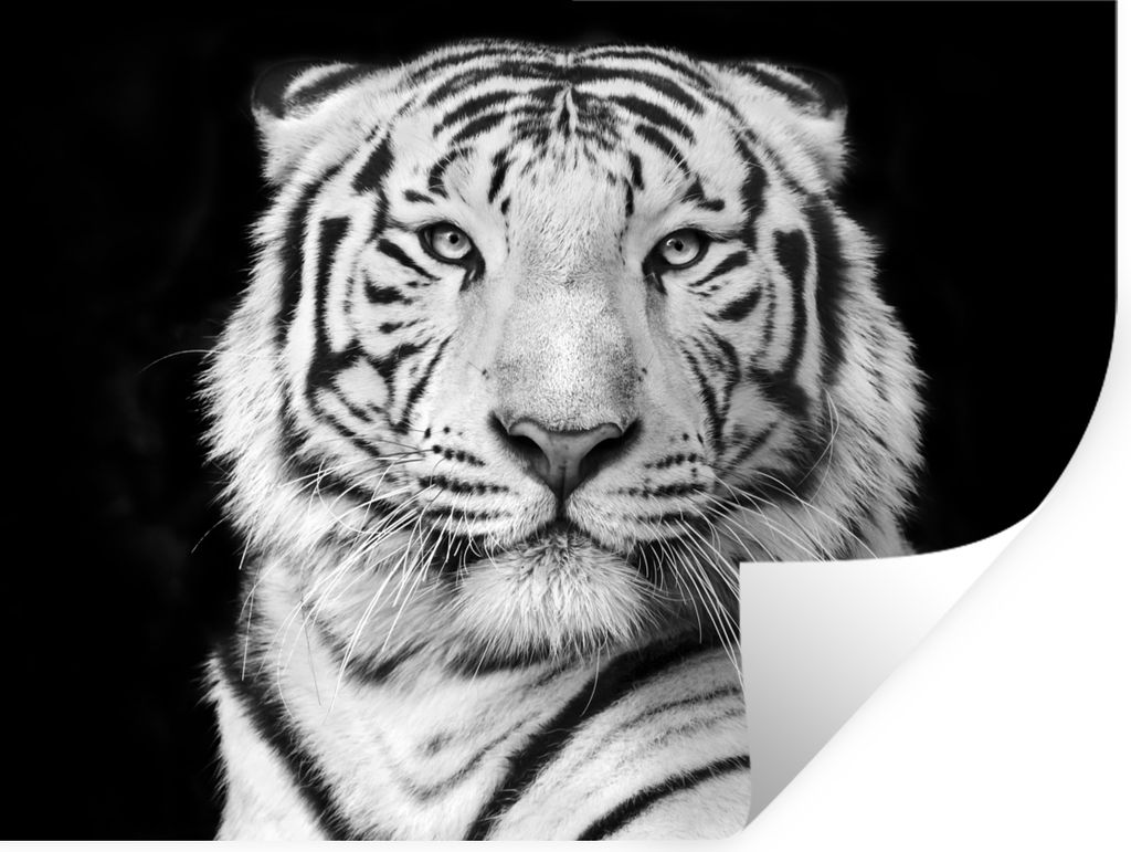MuchoWow Wandtattoo Wandsticker Wandaufkleber Tiger - Schwarz - Weiß - Porträt - Tiere 120x90 cm Selbstklebend und Repositionierbar - Aufkleber