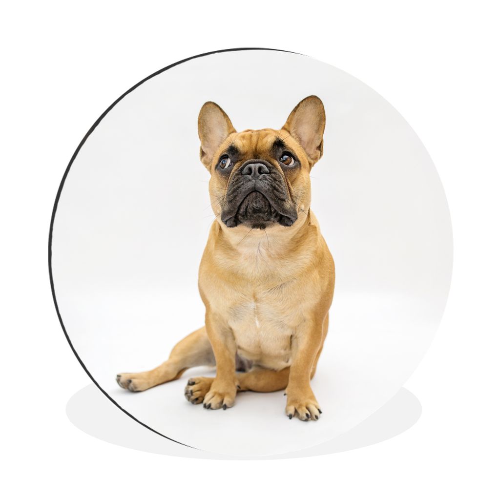 MuchoWow Aluminium Wandkreis Französische Bulldogge - Weiß - Braun Ø 60 cm Wanddeko Modern Wohnzimmer - Wand Kreis - Wandbild - Schlafzimmer -...