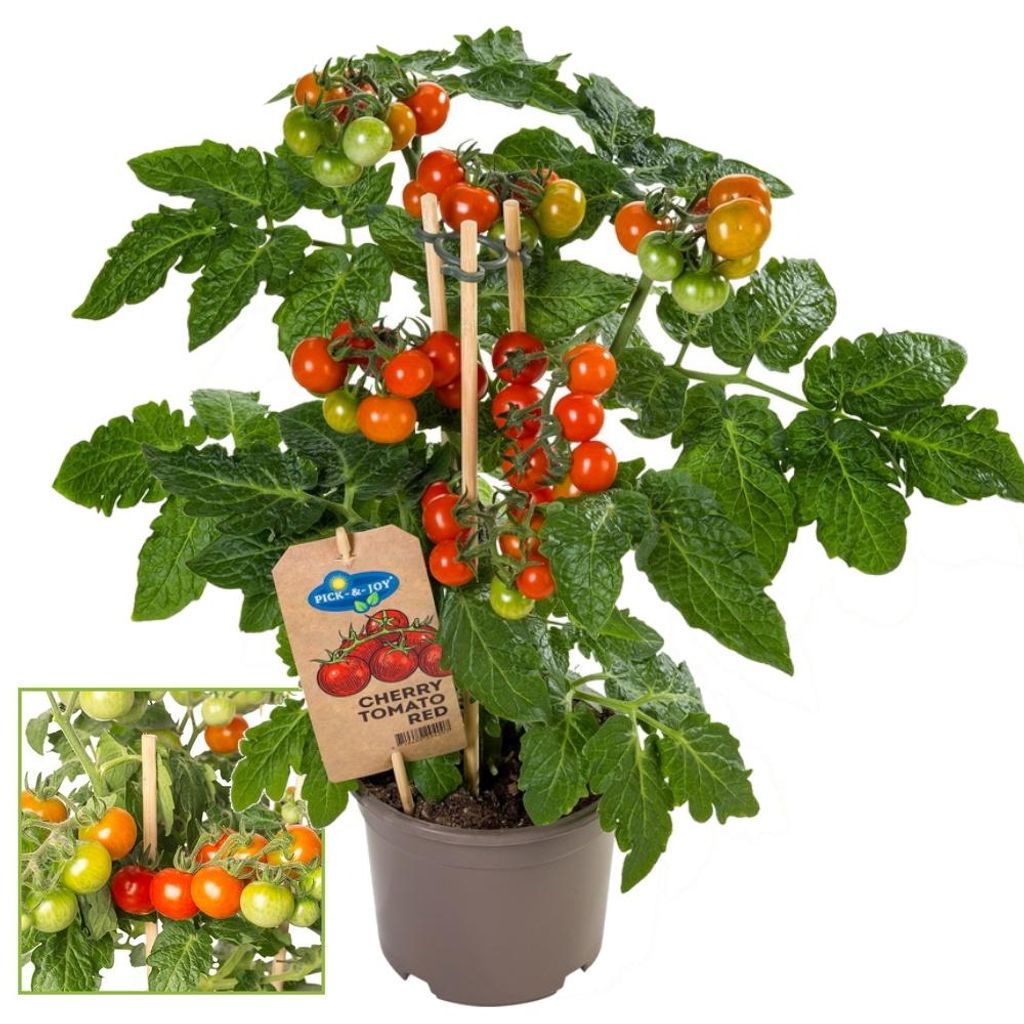 Kirschtomate Cherrytomate Pflanze mit vielen Früchten für Produktbild 