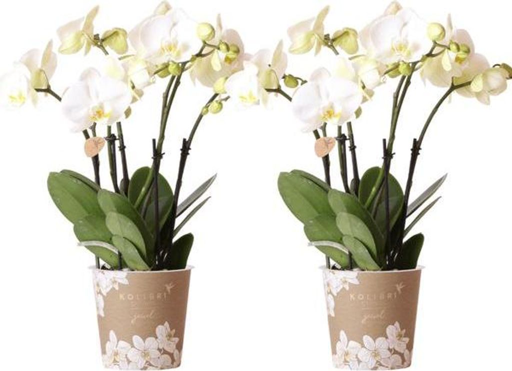 Phalaenopsis Orchideen Weiß – 2 Orchideen – Zimmerpflanzen mit langanhaltender Blüte – Ø12cm Töpfe – Frisch vom Bauern – Elegante Woh...