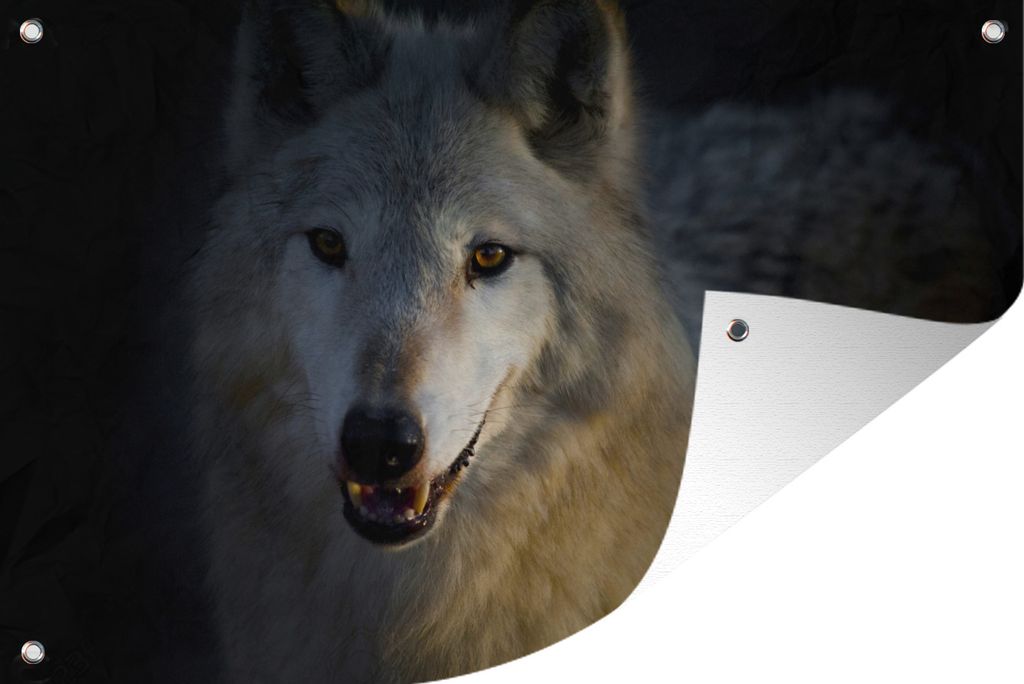 MuchoWow 60x40 cm Outdoor-Poster Gartendeko Sichtschutz Garten Poster für den Garten Nahaufnahme eines arktischen Wolfs