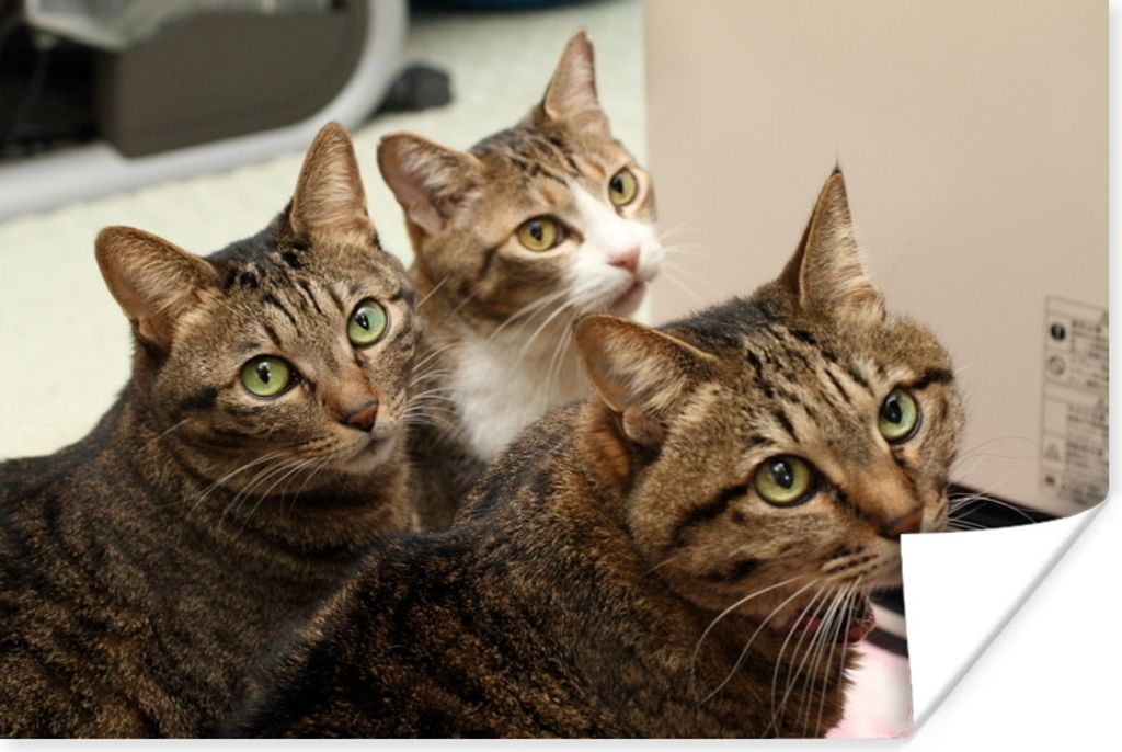 MuchoWow Poster Katze - Braun 60x40 cm - Schlafzimmerdekoration