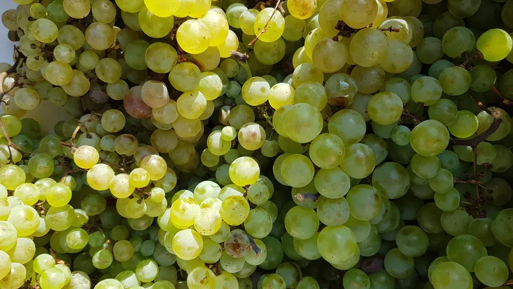 Pied de vigne Chasselas doré pour treille : Raisin de table blanc sucré