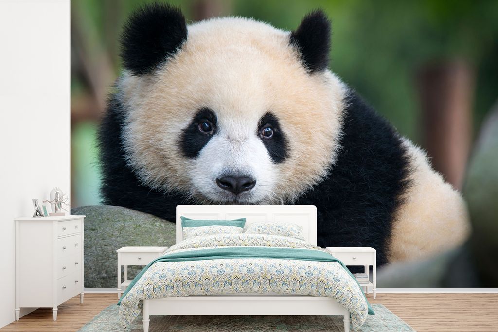 MuchoWow Fototapete für Wohnzimmer oder Schlafzimmer Wandtapete Vinyl Motivtapete Panda - Wildtiere - Porträt - Stein - 360x240 cm - Vinyl-Tapete