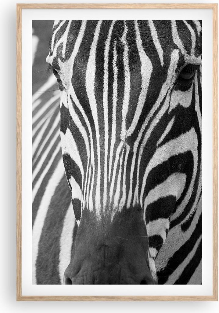Gerahmtes Poster - Rahmen in heller Eiche - Tiere Zebra gestreift - 61x91,5 cm - Wand Bild - Wanddeko - Wandbilder - Wandposter - Bilderrahmen - Bi...