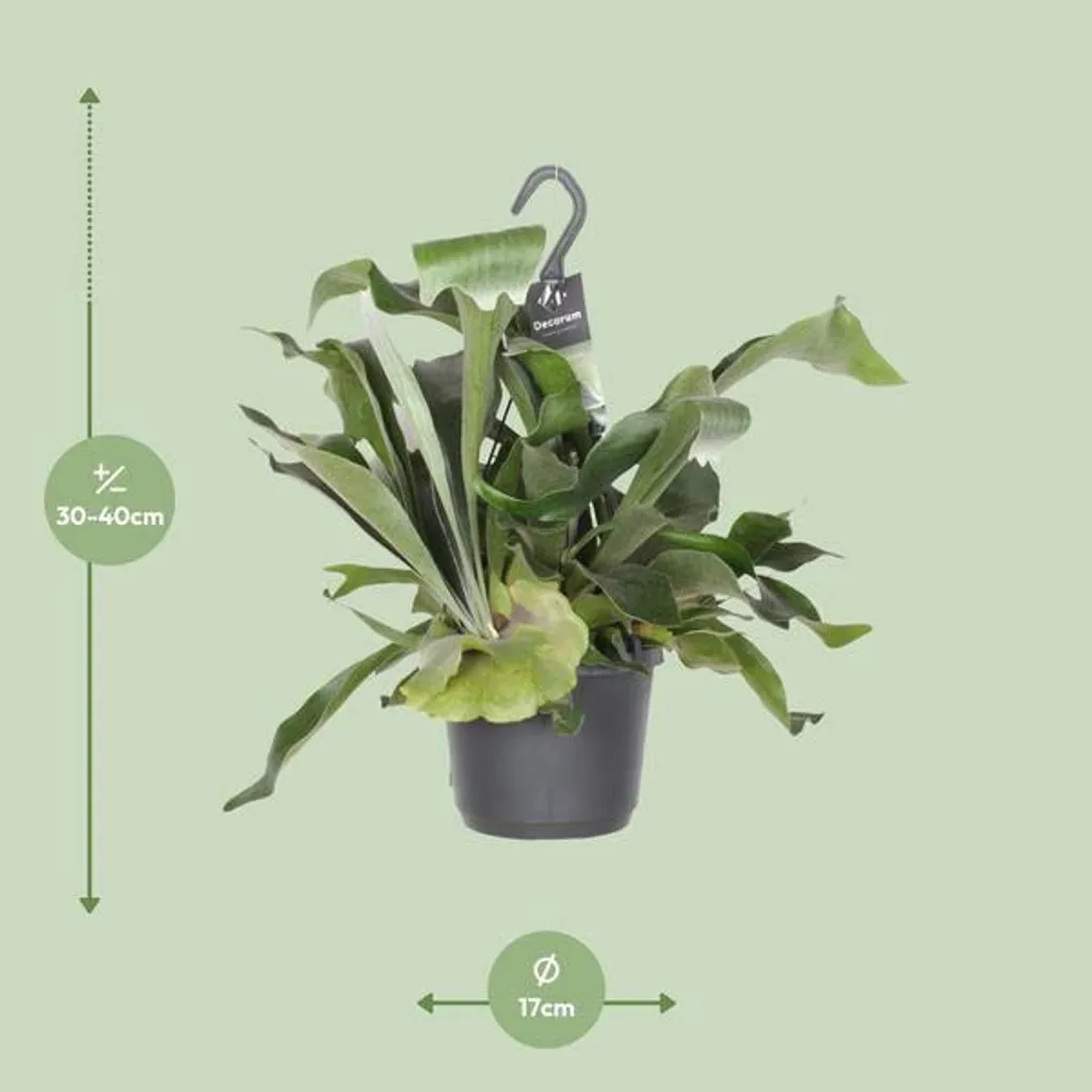 Fougère Platycerium Facile d'entretien - Plante de Salon Ø 17 cm 30 cm