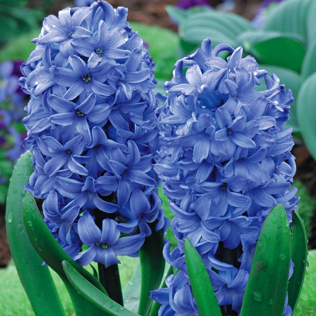 Hyazinthe Blumenzwiebeln Zwiebeln Blumen Hyacinthus Delft Produktbild 