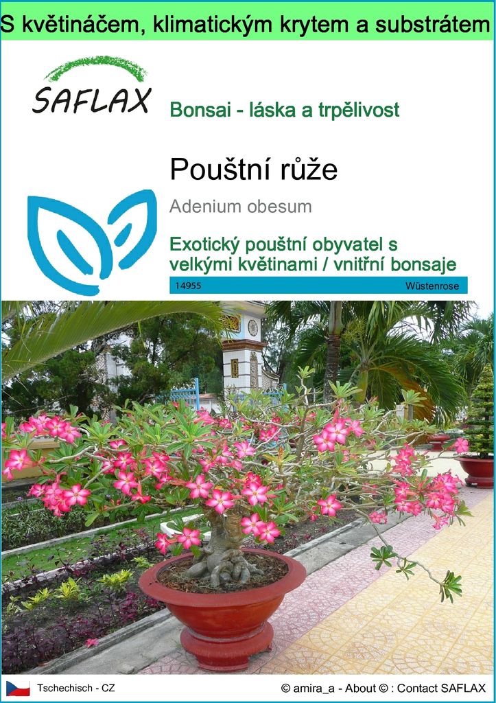 SAFLAX Garden to go - pouštní růže - Adenium obesum - 8 Obrázek produktu 
