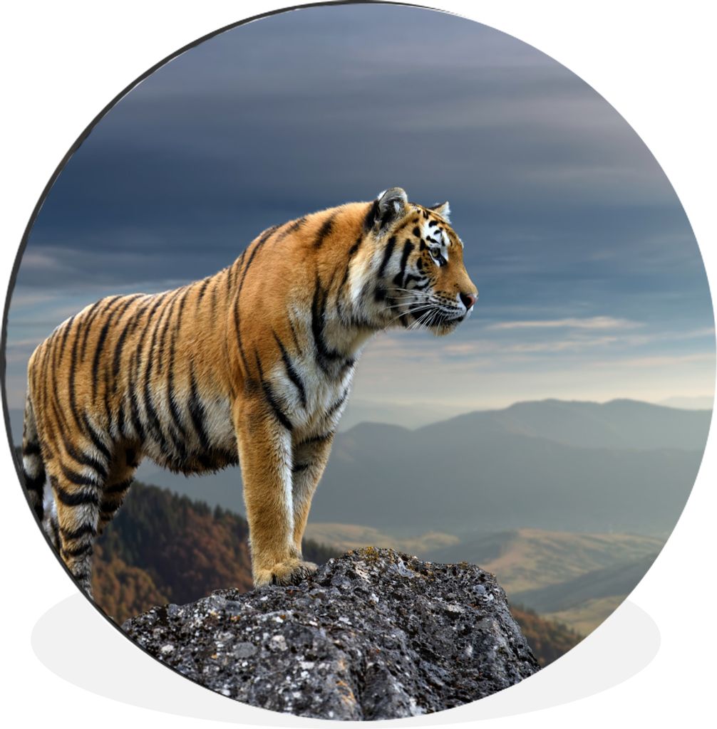 MuchoWow Aluminium Wandkreis Tiger - Berg - Natur - Landschaft Ø 60 cm Wanddeko Modern Wohnzimmer - Wand Kreis - Wandbild - Schlafzimmer - Alumi...