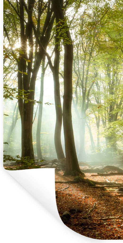 MuchoWow Wandtattoo Wandsticker Wandaufkleber Wald - Sonne - Jahreszeiten - Landschaft 60x120 cm Selbstklebend und Repositionierbar - Selbstklebe...