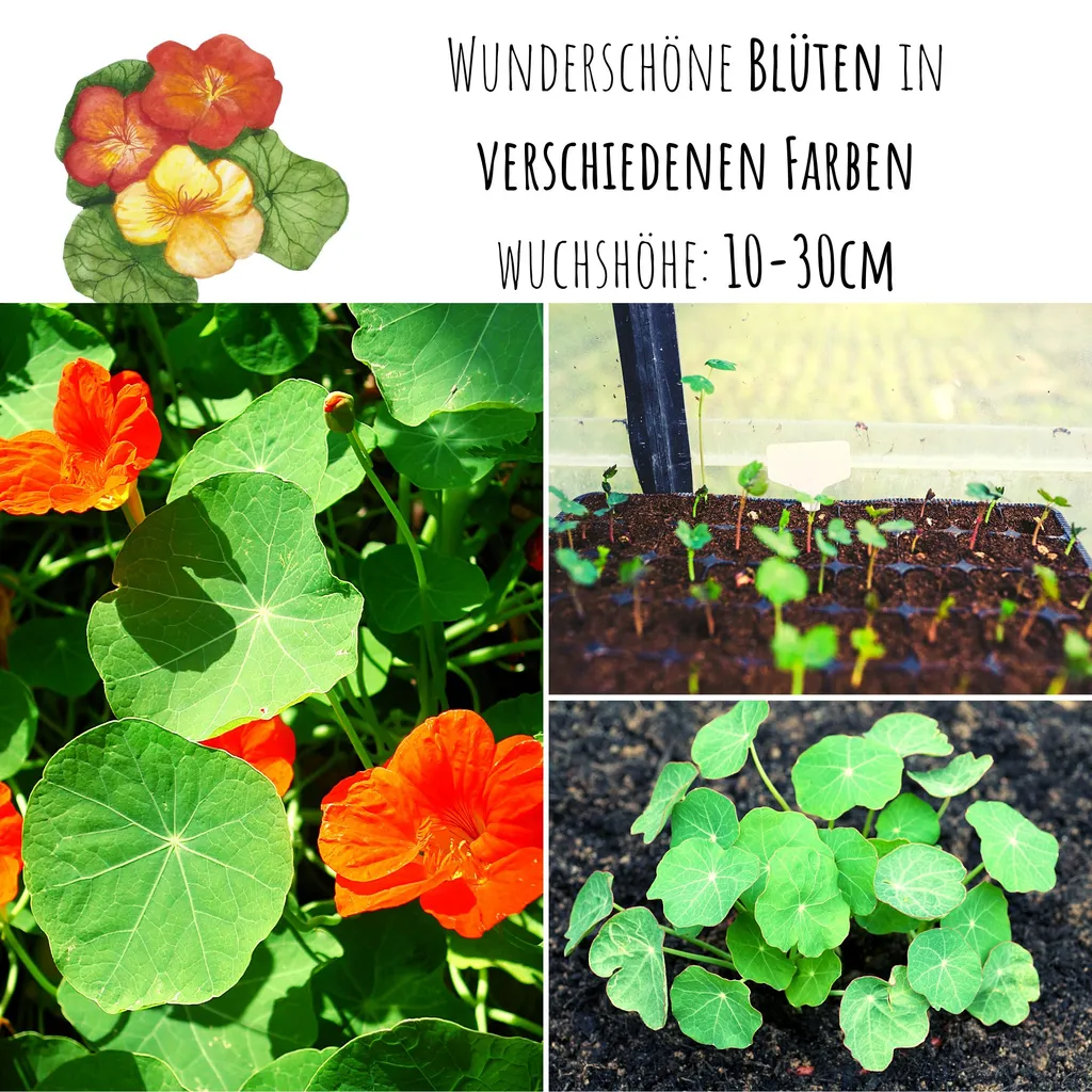 Kapuzinerkresse Samen (Tropaeolum majus) Kaufland.de