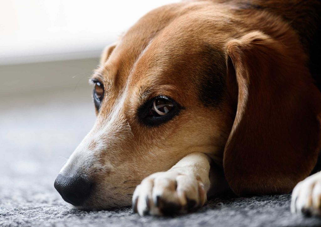 hansepuzzle 34030 - Beagle Puzzle, 260 Teile, Tierwelt, 41,0 x 28,0cm mit hochwertiger Aufbewahrung, Kartonbox und wiederverschließbarem Beutel