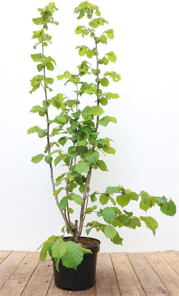 Corylus avellana, Haselnuss, 60–100 cm Produktbild 